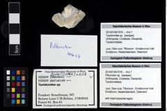 Foto (Objekt + Etikett) von Pithonoton sp.  (NHMW-GEO-2014-0194-1016)
